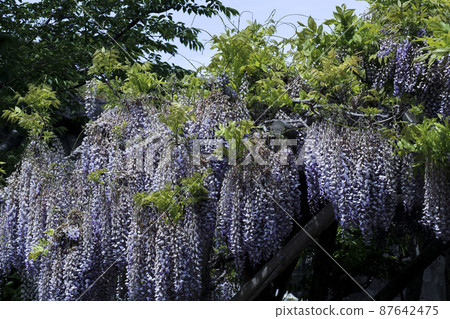 [6月]函館市五棱郭公園的紫藤花架等富士 87642475