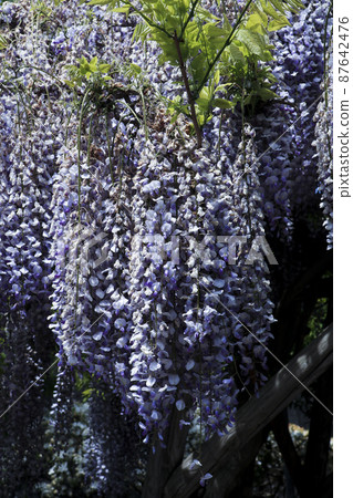 [6月]函館市五棱郭公園的紫藤花架等富士 87642476