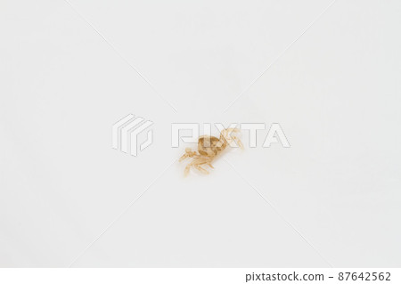 A small kakure crab that was parasitic on the crab 87642562