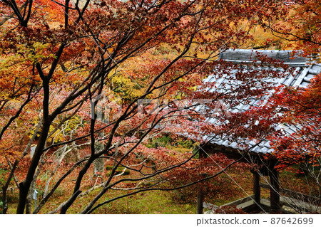 Konosuji's autumn leaves Konosuji's autumn leaves 87642699
