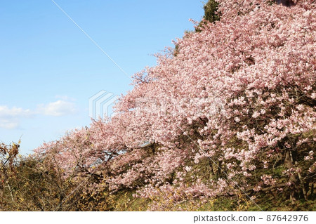 Kawazu cherry blossoms in Fujiyama Health and Culture Park, Imabari City, Ehime Prefecture 87642976