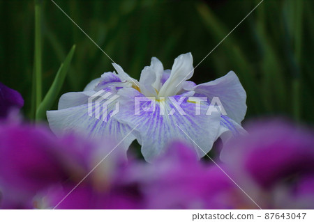 Bloom gracefully as a rose 87643047