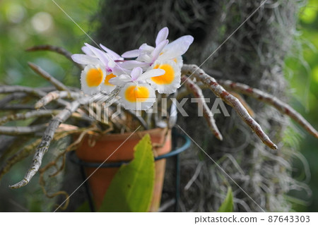 三月相模原 366 蘭科石斛、坂田種子、溫室(溫室) 三月相模原 366 蘭科石斛、坂田種子、溫室(溫室) 87643303