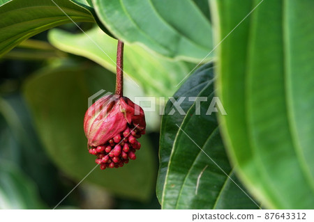 March Sagamihara 373 Melastomes, Melastomes (Medinilla magnifica), Greenhouse 87643312