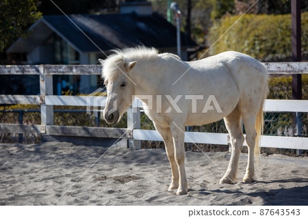 白色的小馬 白色的小馬 87643543