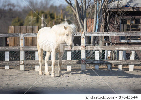 白色的小馬 白色的小馬 87643544