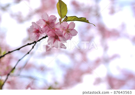 Flowers of Milky Way Flowers of Milky Way 87643563