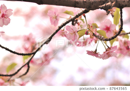 Flowers of Milky Way Flowers of Milky Way 87643565