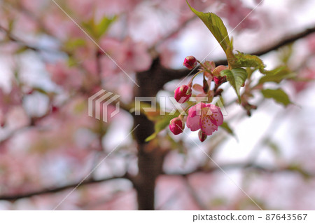 Flowers of Milky Way Flowers of Milky Way 87643567
