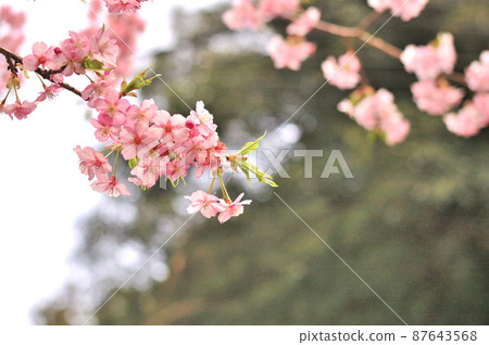 Flowers of Milky Way Flowers of Milky Way 87643568