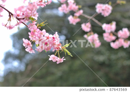 Flowers of Milky Way Flowers of Milky Way 87643569