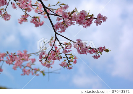 Flowers of Milky Way 87643571