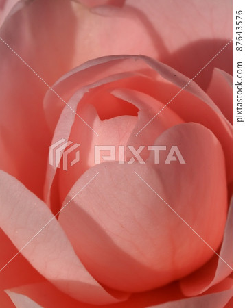 乙女山茶花 87643576