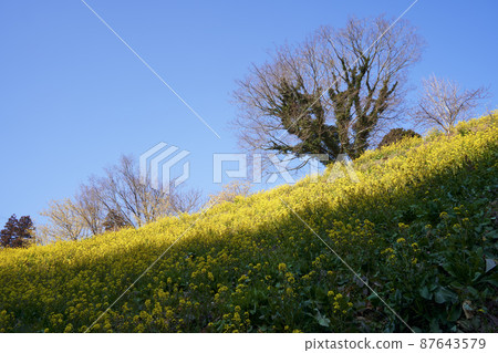 The scenery of spring in full bloom of rape blossoms. Idyllic countryside spring landscape. The scenery of spring in full bloom of rape blossoms. Idyllic countryside spring landscape. 87643579