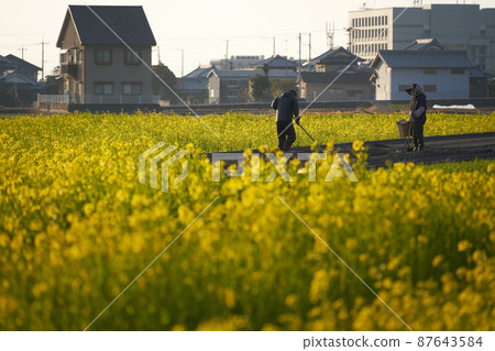 The scenery of spring in full bloom of rape blossoms. Idyllic countryside spring landscape. The scenery of spring in full bloom of rape blossoms. Idyllic countryside spring landscape. 87643584