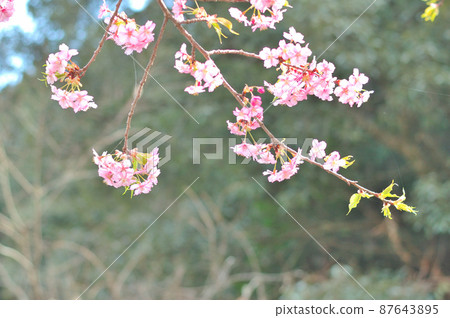 Flowers of Milky Way Flowers of Milky Way 87643895