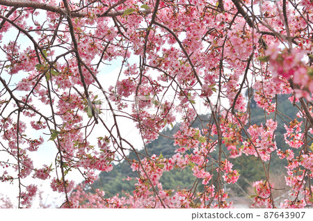 Flowers of Milky Way Flowers of Milky Way 87643907