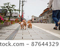 A person walking on a dog and a stone pavement 87644329