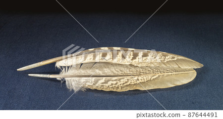 Beautiful feather of the pheasant rests upon turn blue table Beautiful feather of the pheasant rests upon turn blue table 87644491