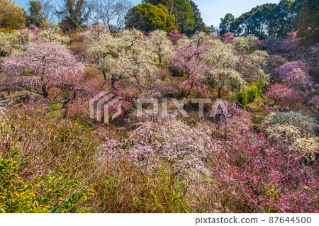 龍尾神社 美麗的梅園 87644500