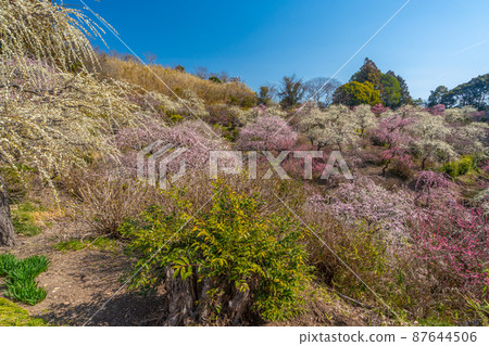龍尾神社 美麗的梅園 87644506