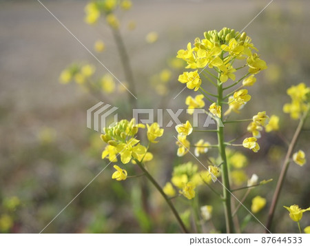 油菜花花粉 油菜花花粉 87644533