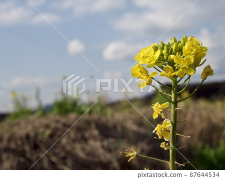 You can eat rape blossoms 87644534