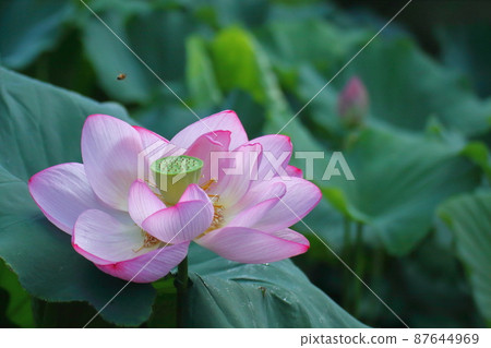 Holy flower Holy flower 87644969