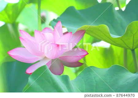 Holy flower 87644970