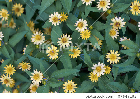 春天的風景,盛開著美麗的黃色花朵 春天的風景,盛開著美麗的黃色花朵 87645192