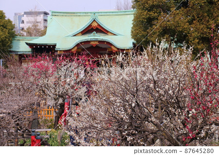 Kameido Tenjin Plum Festival Ume, Kameido, Koto-ku, Tokyo 87645280