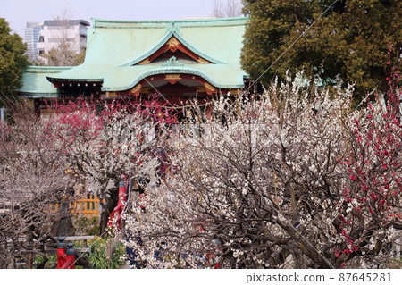 Kameido Tenjin Plum Festival Ume, Kameido, Koto-ku, Tokyo 87645281