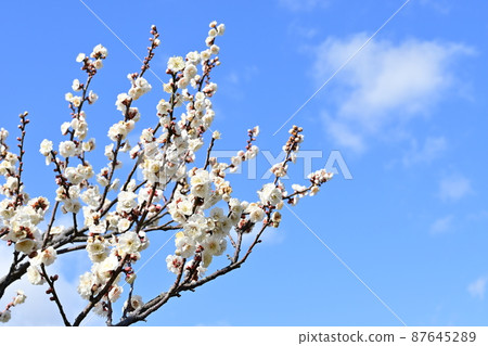 Koume and white plum blossoms Koume and white plum blossoms 87645289
