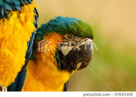 Up of colorful blue-and-yellow macaw 87645300