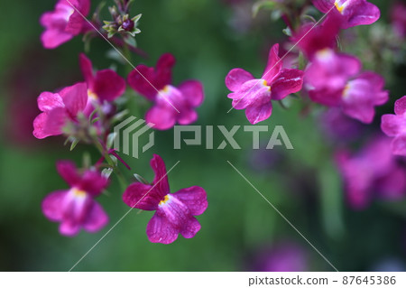 Murasaki Toadflax Murasaki Toadflax 87645386