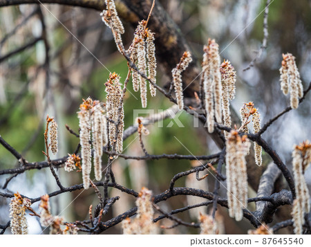 Backlit cluster of female European aspen or Quaking Aspen, Populus tremuloides, catkins, under the soft spring sun 87645540