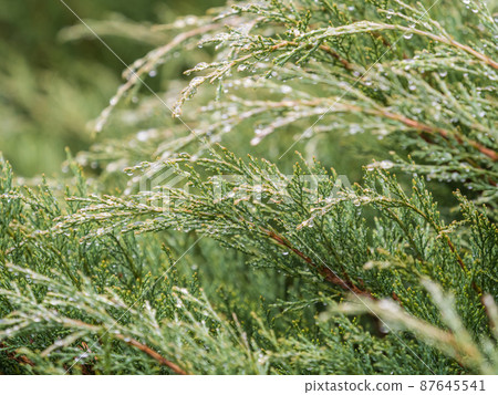 Dense foliage of juniper, Juniperus with rain drops and blurred background Dense foliage of juniper, Juniperus with rain drops and blurred background 87645541