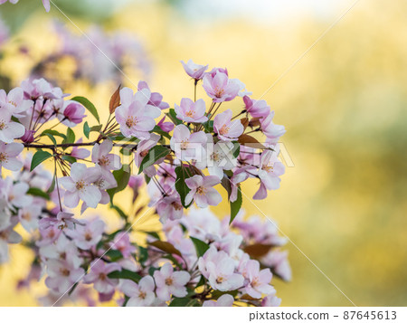 Fresh pink flowers of a blossoming apple tree with blured background Fresh pink flowers of a blossoming apple tree with blured background 87645613