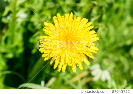 Close-up of yellow sonchus tenerrimus. 87645733