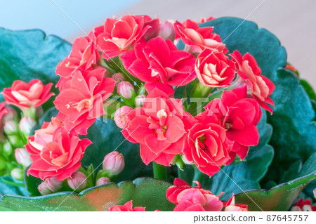 Red Kalanchoe blossfeldiana herbaceous and commonly cultivated houseplant of the genus Kalanchoe native to Madagascar. Red Kalanchoe blossfeldiana herbaceous and commonly cultivated houseplant of the genus Kalanchoe native to Madagascar. 87645757