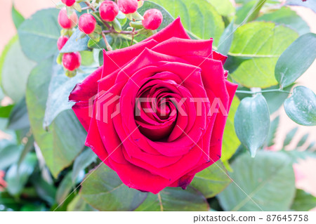 Red Rose - flower of love. Red Rose - flower of love. 87645758