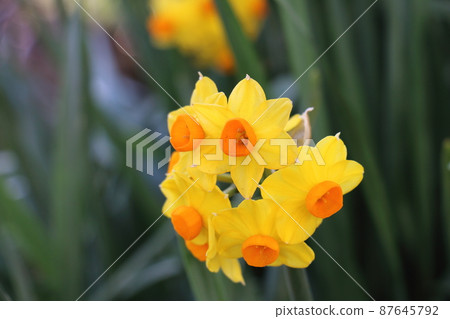 黃水仙的黃色 87645792