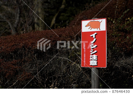 野豬注意 野豬注意 87646430