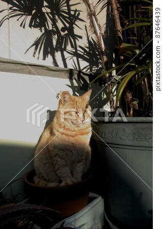 觀賞貓 觀賞貓 87646439