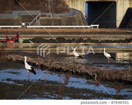 鸛與農業 鸛與農業 87646501
