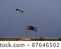 鸛的飛行 87646502