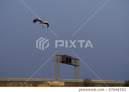 鸛的飛行 鸛的飛行 87646502
