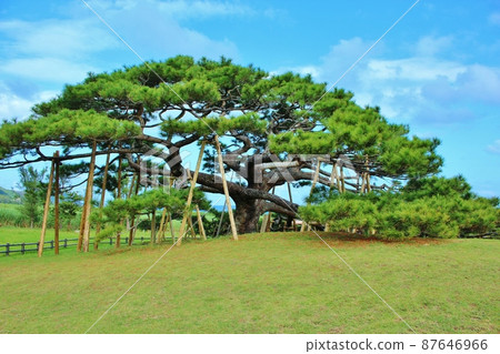 伊兵屋島的年都平松 伊兵屋島的年都平松 87646966