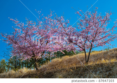 河津櫻花盛開,春天的景象 河津櫻花盛開,春天的景象 87647103