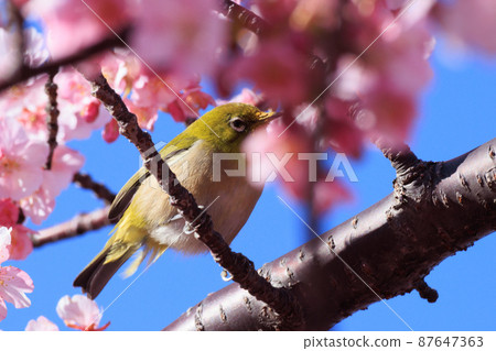 Kawazu Sakura 2022 87647363